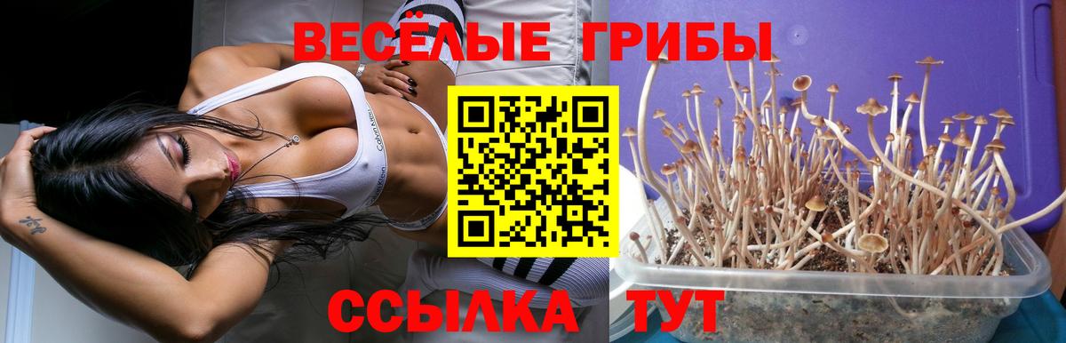 Псилоцибиновые грибы Psilocybe Юрга